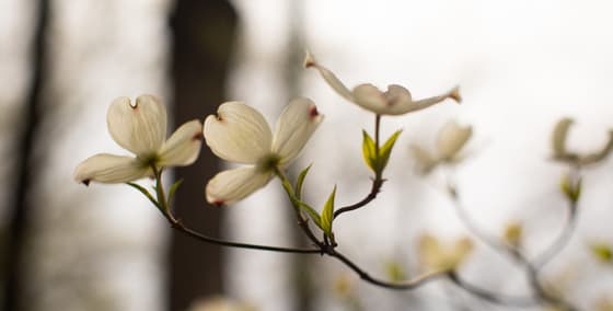 Flowering dogwood in soft spring light: white four-petalled blossoms, each petal notched with a small red tip, on a slender branch with new leaves, dark tree trunks blurred behind.