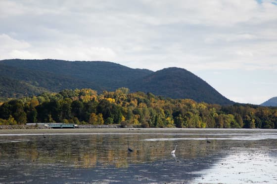 A white egret and three dark herons wading in the weed-covered shallows off Denning's Point, early autumn colour in the shoreline trees and the wooded ridge behind them under a bright overcast sky.