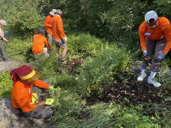 Four volunteers in orange high-visibility shirts and gloves kneeling and bending on a wooded slope, hand-pulling invasive plants and piling the cleared growth beside them.