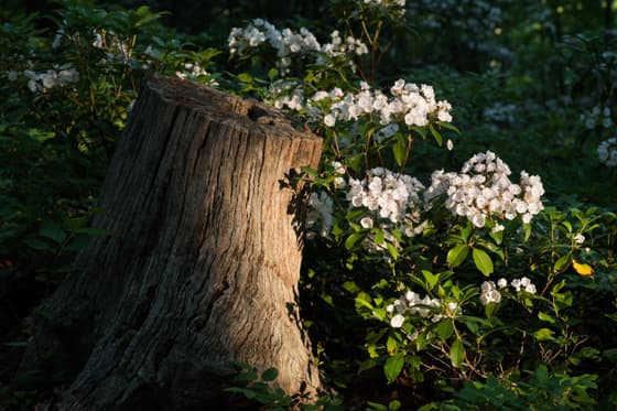 A cluster of white mountain-laurel flowers in dappled forest light, growing against the split, weathered stump of a fallen tree.