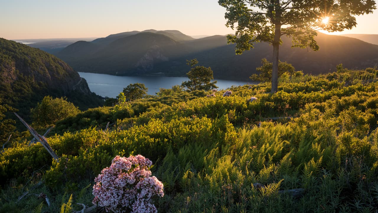 Sunrise over the Hudson from North Point in Storm King State Park. Warm low light rakes across a hillside of ferns and scrub toward a lone tree on the ridge; the river runs away between two wooded mountains below, and a cluster of pink mountain-laurel blossom catches the light in the foreground.
