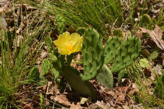 An eastern prickly pear cactus blooming wild on Sugarloaf Hill: one open yellow flower above a cluster of spiny green pads, growing out of grass and dry oak leaves in full sun.