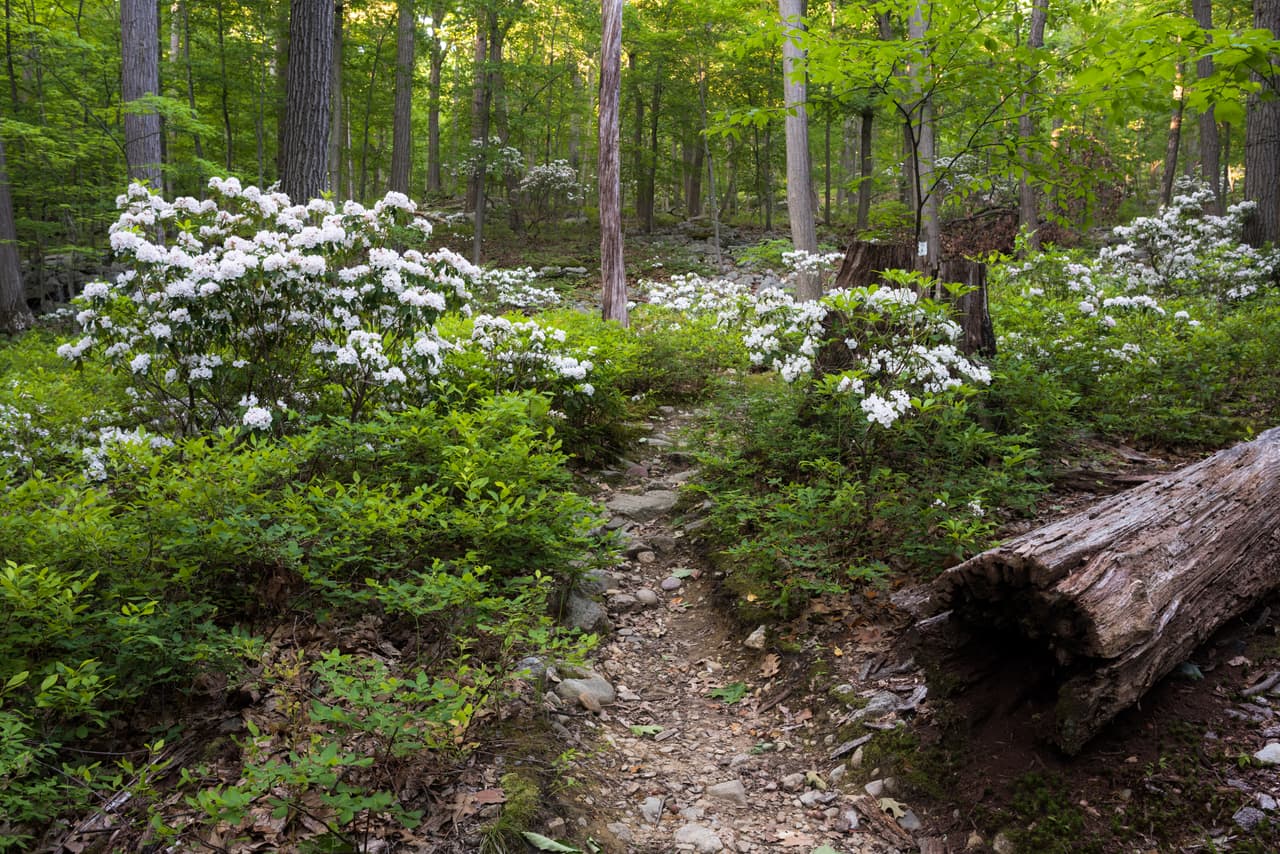 Mountain laurel in full white bloom along the Bobcat Trail in Storm King State Park, banked either side of a narrow earth path running away through open hardwood forest in new leaf.